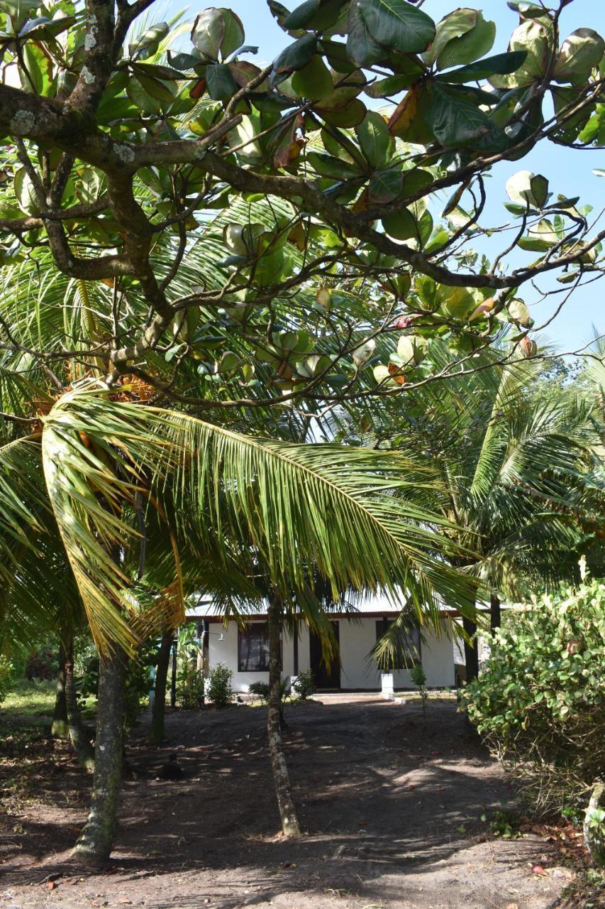 Hotel Casa turtle Bogue à Tortuguero Extérieur photo