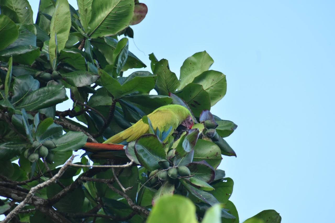 Hotel Casa turtle Bogue à Tortuguero Extérieur photo